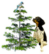bird dog tree