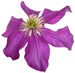 clematis