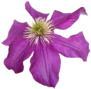 clematis