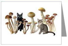 cats in mushrooms card