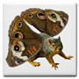 squirrel mugs, cards and tshirts at cafepress