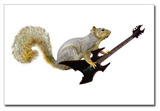 squirrel black electric guitar postcard at zazzle