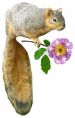 glitter squirrel