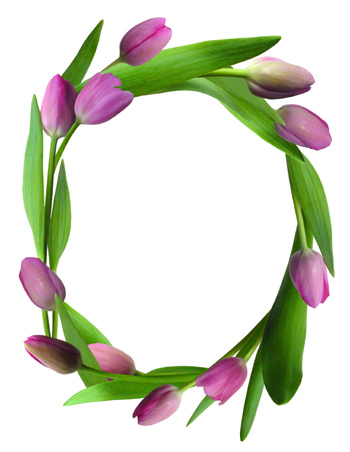 pink tulips border