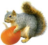 squirrel with pumpkin