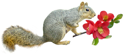 Image result for Squirrel with flower