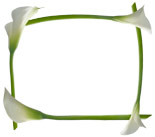calla lily border