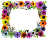 cat flowers border
