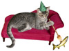 Cat on Couch