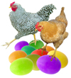 Chickens on Colored Eggs 