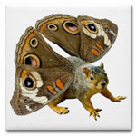 squirrel with butterfly coaster at cafepress