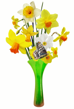 butterflies and daffodils animated gif