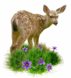 fawn in sping grass animated gif