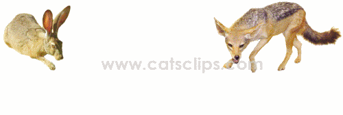 fox rabbit birthday ecard