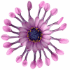 glitter flower cat animated gif