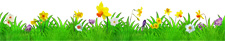 spring flowers in grass