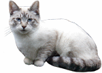 meowing cat
