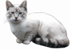 meowing white cat