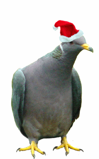 dancing santa pigeon