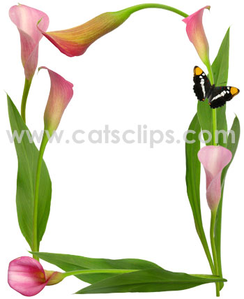 pink calle lily butterfly border