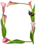 pink call lily butterfly border from catsclips.com