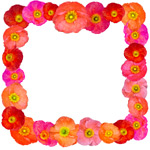 poppy border