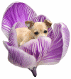 puppy in spring crocus flower