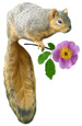 squirrel with flower