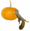 Squirrel rolling a pumkin animated gif from www.catsclips.com.
