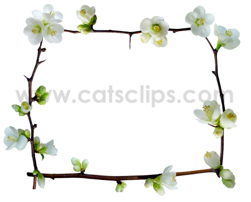 white quince flowers border