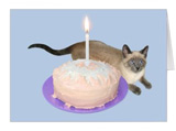 siamese cat cake birthday card at zazzle