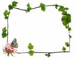 Blackberry, rose and butterly animated gif border