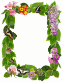 butterfly flower animated gif border