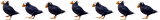 dancing puffins animated gig