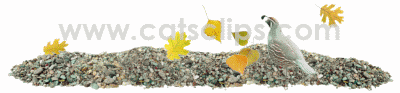 quail in fall leaves