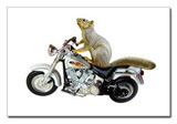 Squirrel on Motorcycle Postcards from catsclips.com.