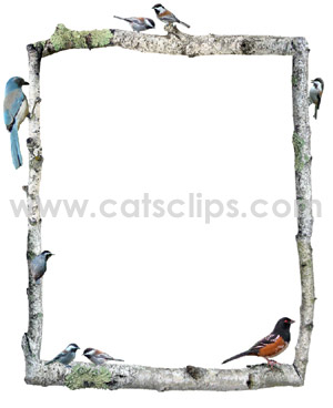 birch branches with birds border