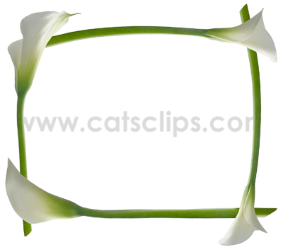 calla lily border