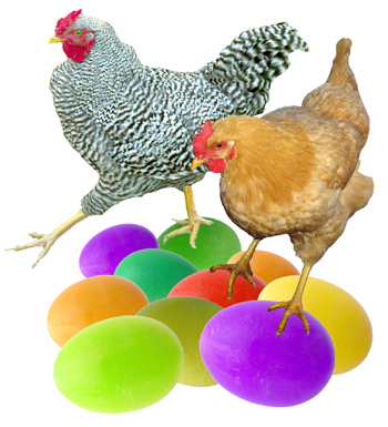 chickens on colored eggs