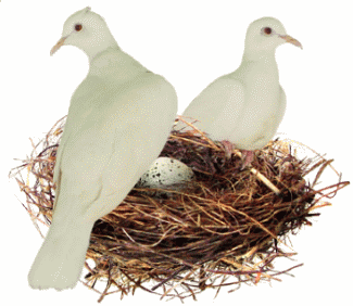 doves in nest