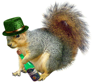Irish squirrel drinking beer