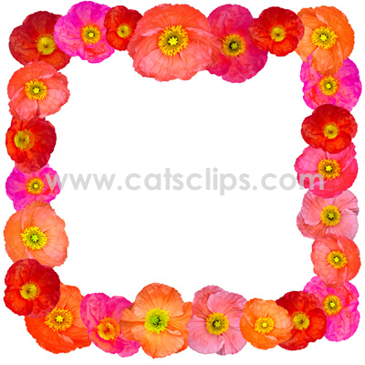 poppy border
