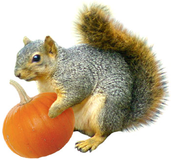 squirrel with pumpkin