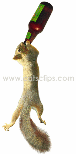 squirrel drinking berr animated GIF