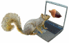 squirrel at computer
