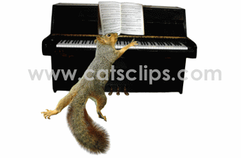 squirrel playing piano animated GIF