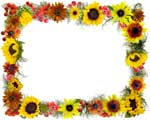 sunflower border